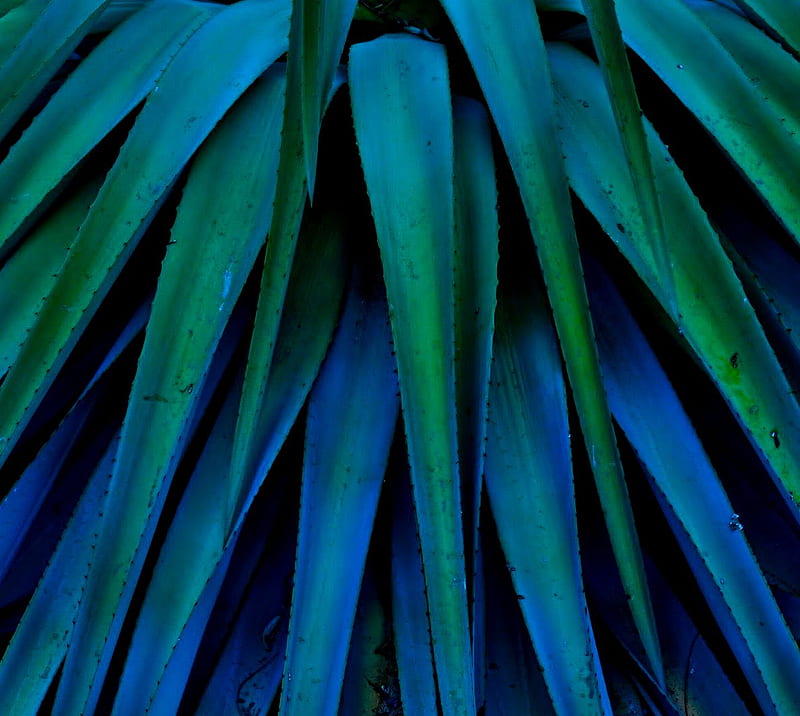 blue agave, HD wallpaper