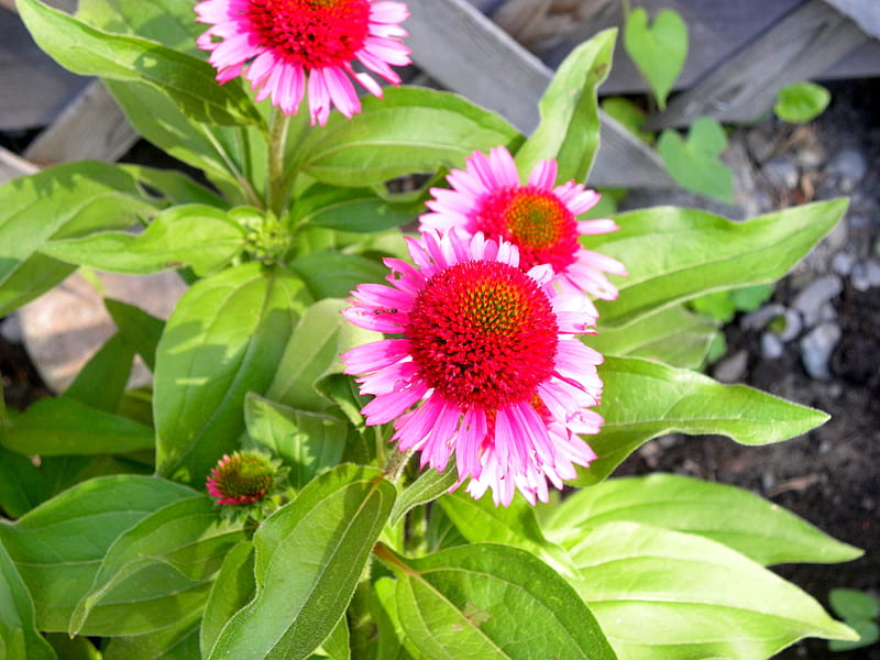 2 Tone Pink Coneflower, Garden, Pink, Summer, Flowers, graphy, Nature, HD wallpaper