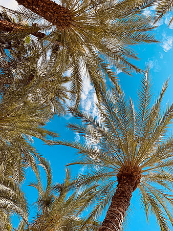 Palm, bottom view, pieces, sky, HD phone wallpaper | Peakpx