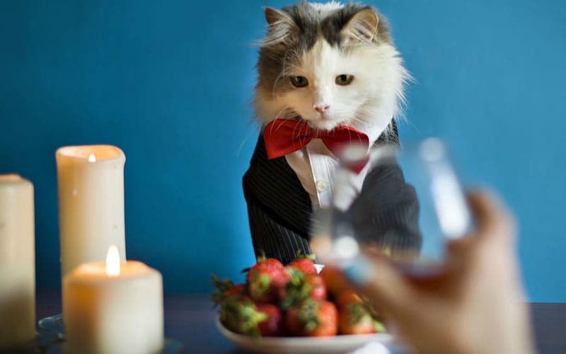 Romantic dinner, candle, dinner, romantic, strawberry, bow, valentine, cat, glass, hand, svetlana valyiskaya, funny, white, pisica, blue, HD wallpaper
