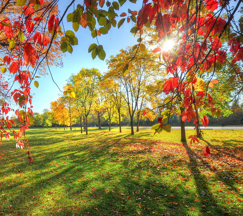 Park, autumn, nature, sunshine, trees, HD wallpaper | Peakpx