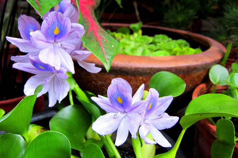 Water Hyacinth, pretty, lovely, light purple, HD wallpaper