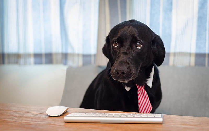 black labrador, businessman, black dog, retriever, keyboard, office, funny animals, dogs, HD wallpaper