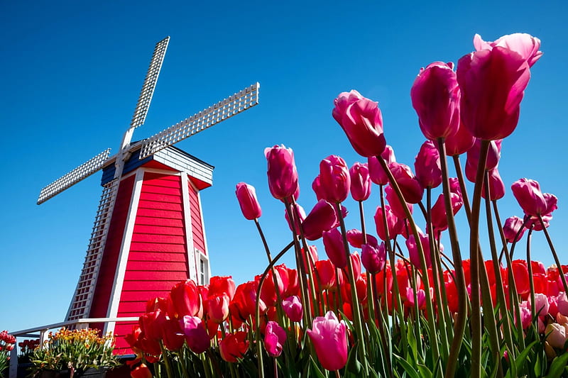 Holland windmill, Holland, mill, summer, flowers, bonito, tulips, sky, HD wallpaper