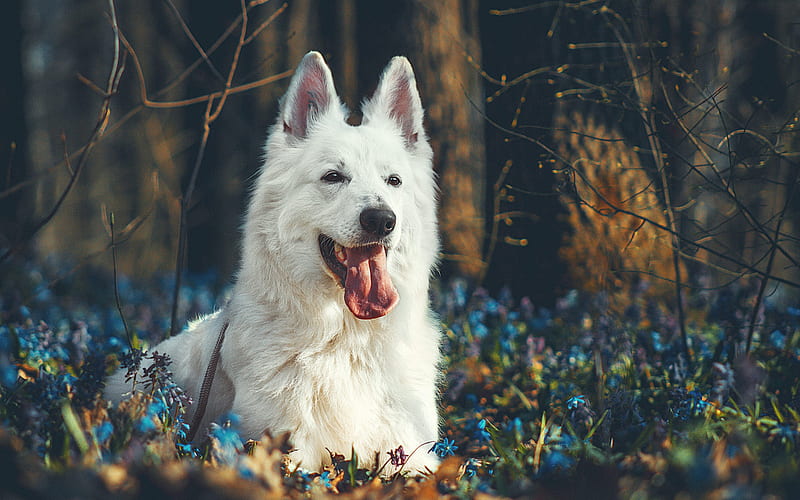 White Swiss Shepherd, Berger Blanc Suisse, autumn, forest, white dog, sunset, evening, blue wildflowers, dogs, HD wallpaper