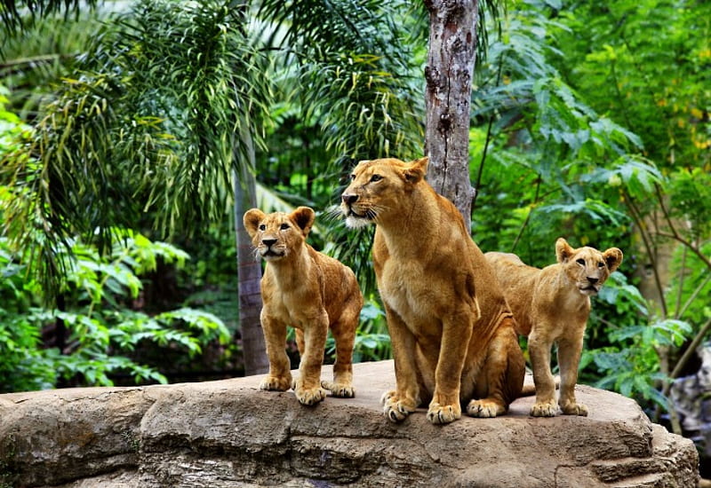 The lion family, family, the, lion, animals, HD wallpaper | Peakpx