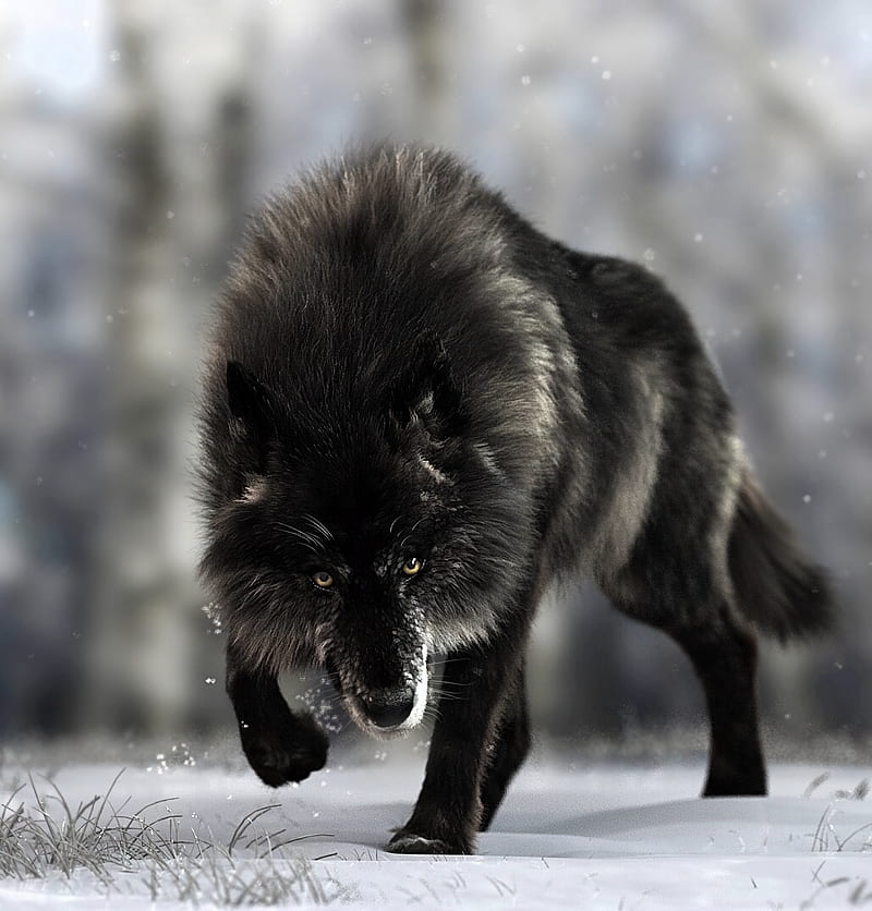wolf, predator, black, wildlife, dog, HD phone wallpaper