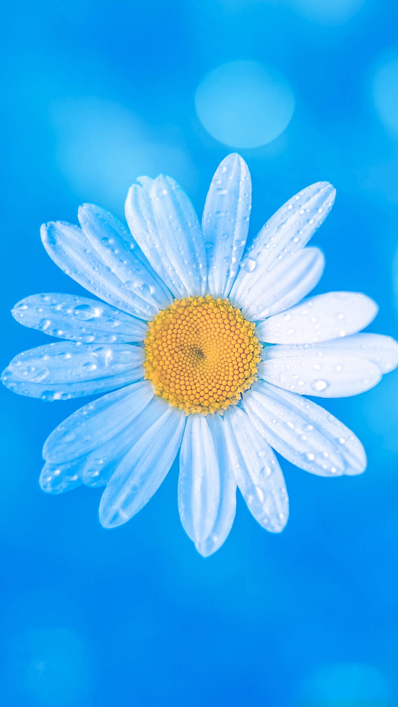 daisy flower, blue, drop, water, white, HD phone wallpaper