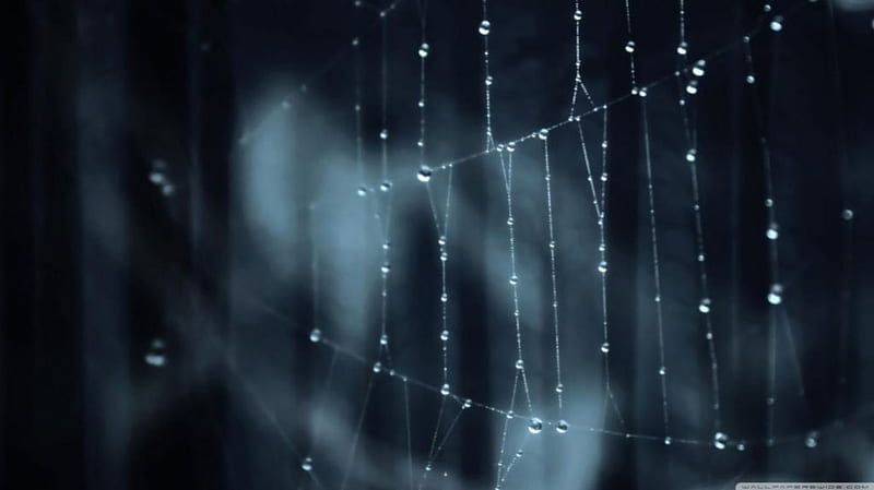 ○Spider web○, raindrops, dew, drops, abstract, spider web, dewdrops, graphy, web, macro, rain, HD wallpaper