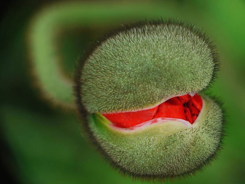 Poppy Bud, poppy flower, close up, bud, HD wallpaper