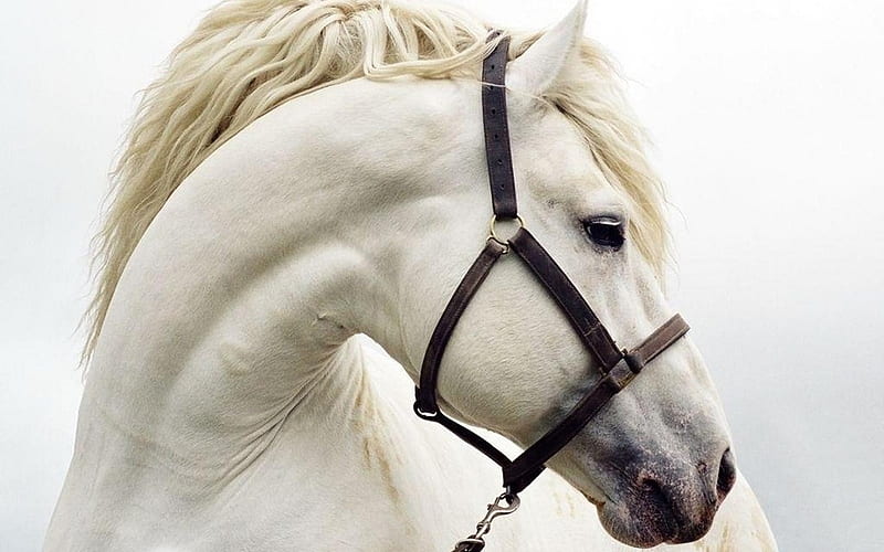 True White Horse is the kind and name of this Horse, nose, bonito, breed, horse, truewhite, raines, white, eyes, animals, HD wallpaper