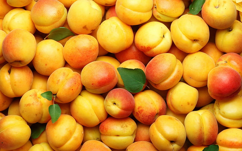 Apricots, orange, food, yellow, sweet, dessert, fruit, apricot, summer ...