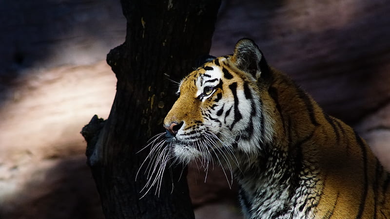 Tiger Glance, tiger, animals, HD wallpaper | Peakpx