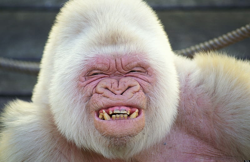 Albino Gorilla, Primates, Pink, ominois, Gorilla, White, Albino, Animals, HD wallpaper