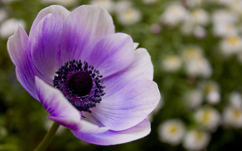 purple poppy-Flowers, HD wallpaper