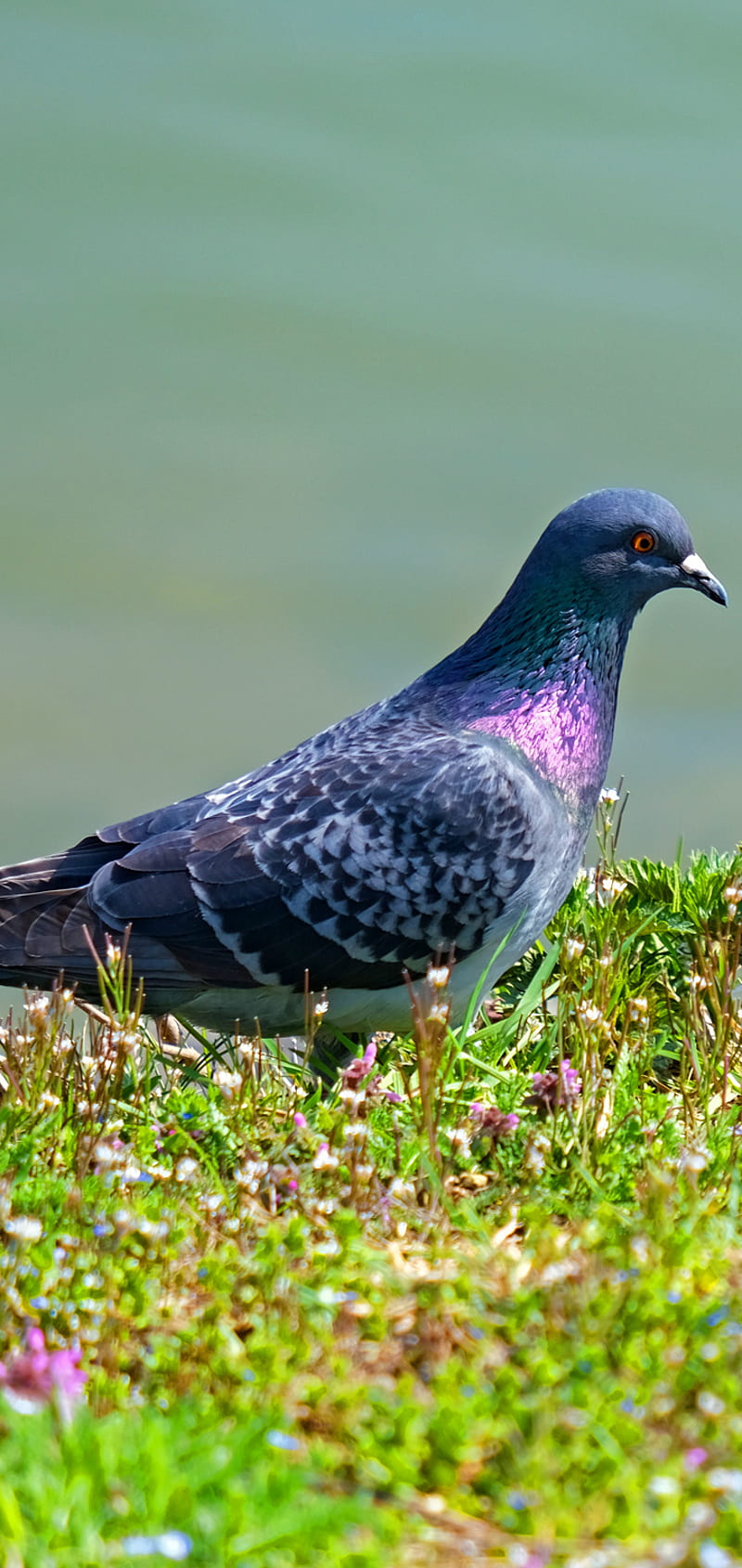Dove, bird, pigeon, HD phone wallpaper