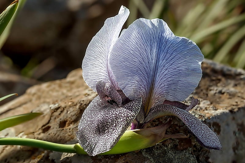 Iris blanco moteado, flor, blanco, moteado, iris, Fondo de pantalla HD |  Peakpx