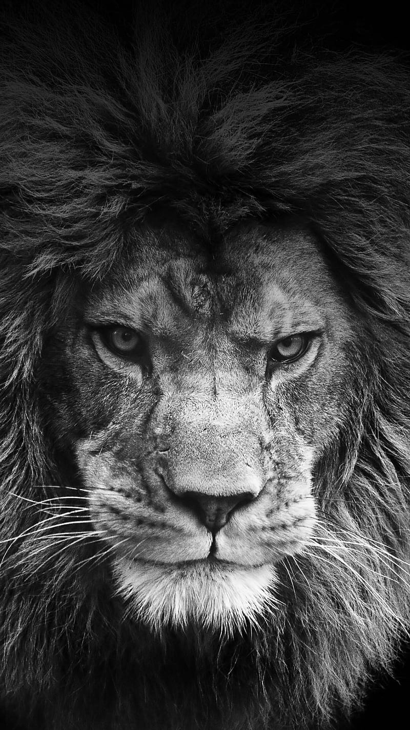 Lion, animal, black, dark, king, lions, sher, HD phone wallpaper | Peakpx