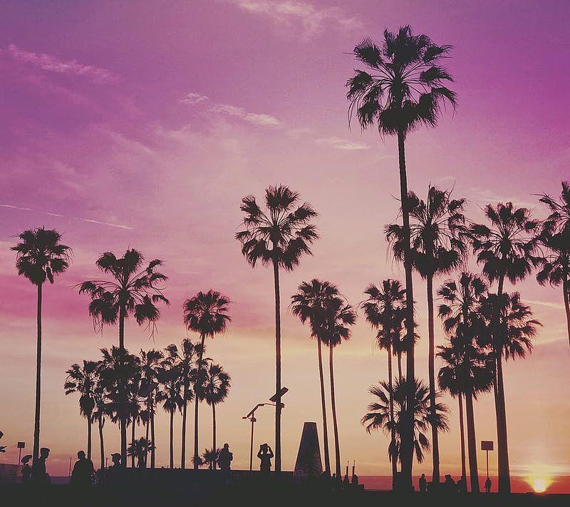 Palms, beach, landscape, purple, sunset, HD wallpaper