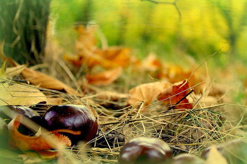 Chestnuts, pretty, forest, autumn, lovely, autumn leaves, bonito, leaf, tree, leaves, graphy, autumn colors, autumn splendor, beauty, nature, HD wallpaper