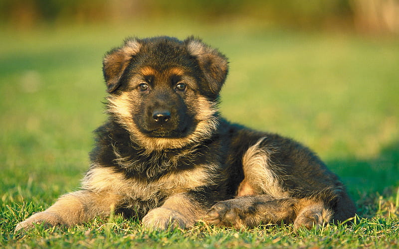 German Shepherd, puppy, close-up, cute animals, lawn, dogs, German Shepherd Dog, HD wallpaper