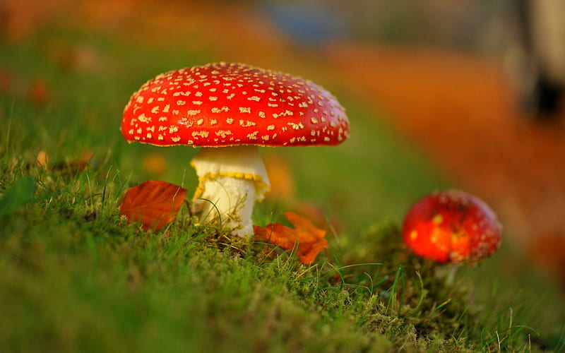 Red mushrooms, forest, red, mushrooms, green, HD wallpaper | Peakpx