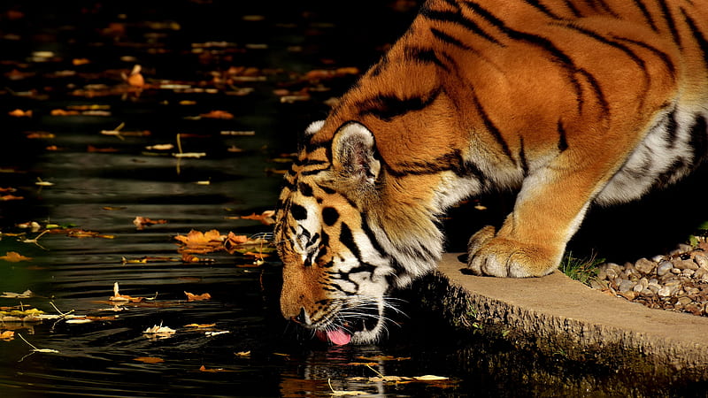 Tiger Is Drinking Water In The Pool Animals, HD wallpaper