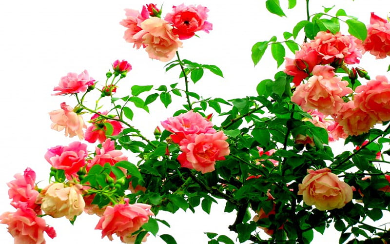 SPRING in PINK, leves, thorns, plant, spring, roses, HD wallpaper
