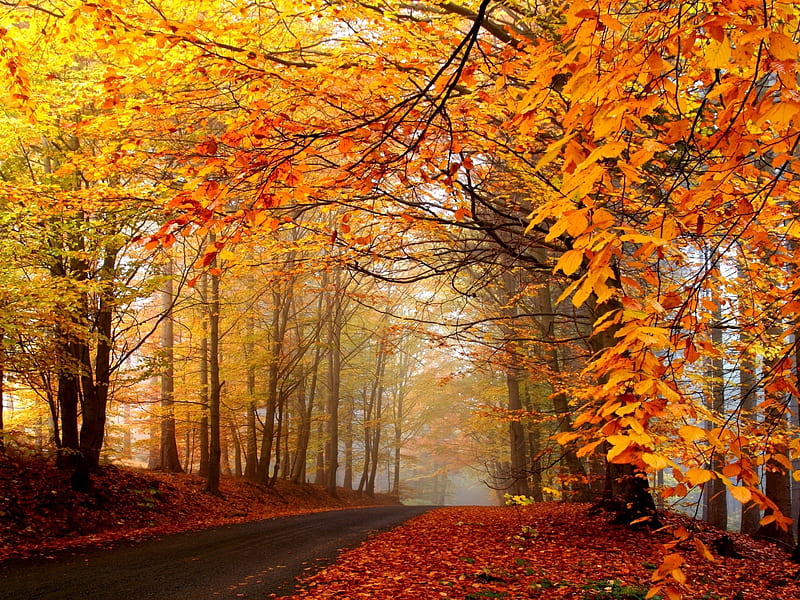 Autumn Road, autumn, brightly, yellow, trees, fog, leaves, haze, nature, road, HD wallpaper