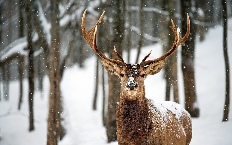 winter, forest, deer, big horn, snow, HD wallpaper