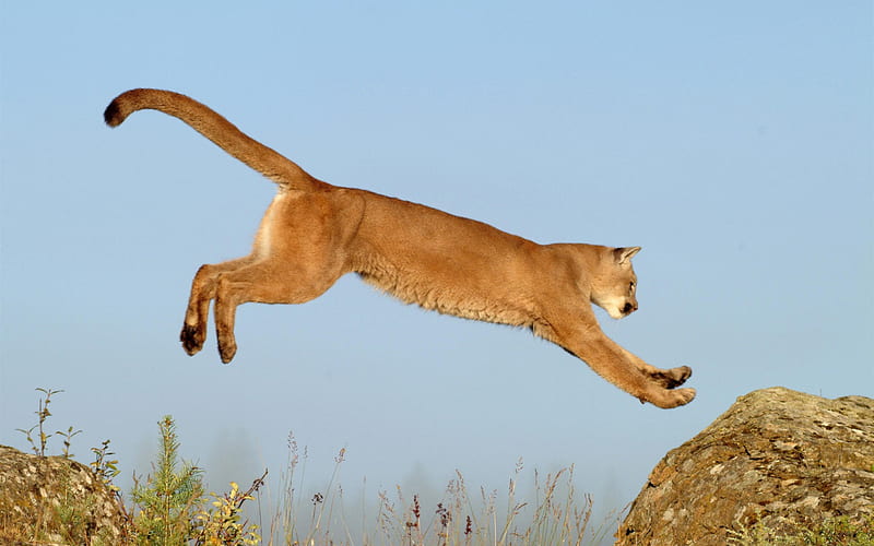 leaping cougar montana-Nature wild animals Featured, HD wallpaper