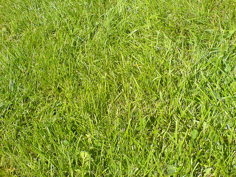 Grass, bright, summer, green, HD wallpaper | Peakpx