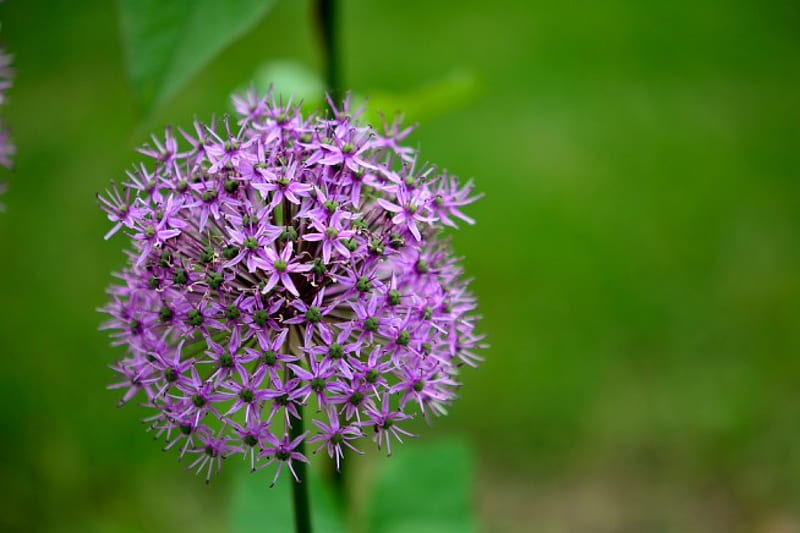 Primavera morada, flores moradas, primavera, flores de primavera, Fondo de  pantalla HD | Peakpx