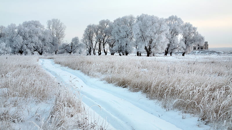 Winter Field, grass, country, trees, winter, track, snow, path, field, Firefox Persona theme, frost, HD wallpaper