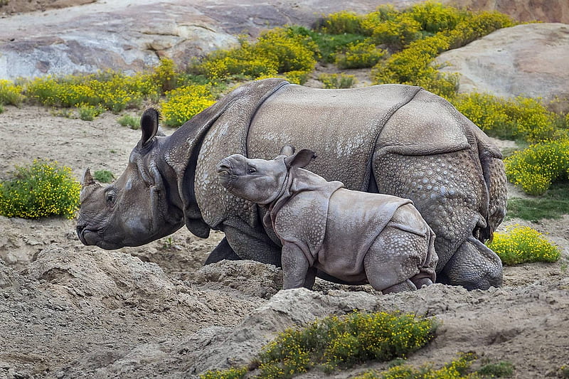 rhinos, cool, fun, animal, HD wallpaper rhinos, cool, fun, animal, HD wallpaper