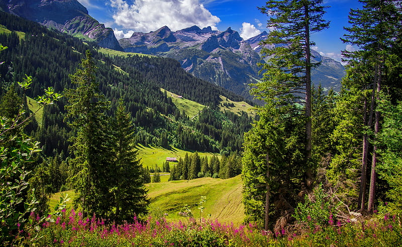 Swiss scenery, grass, greenery, swiss, wildflowers, bonito, spring, scenery,  HD wallpaper | Peakpx