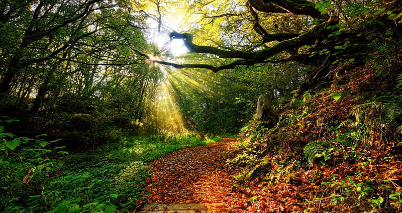 4K free download | Sunlight on Forest Path, sunlight, forest path ...