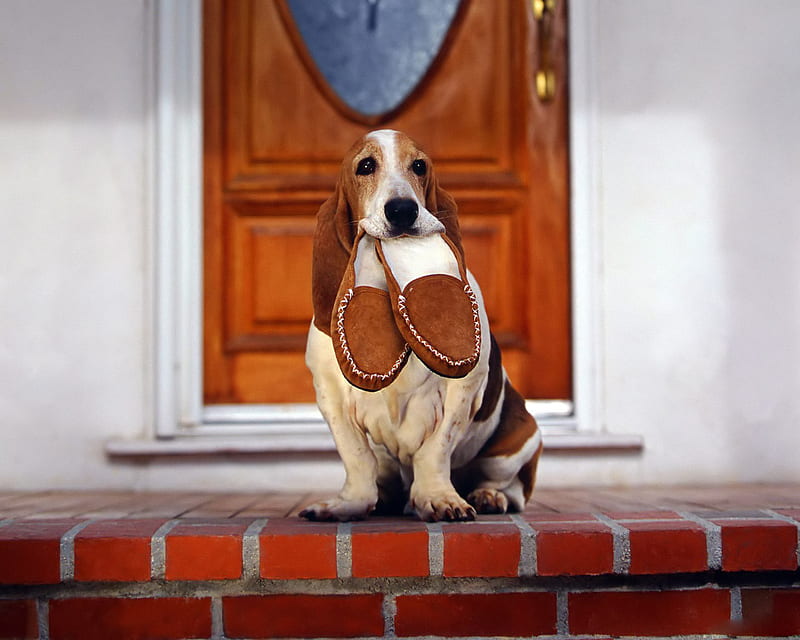 Basset Hound, cute, slippers, brown, hound, door, HD wallpaper