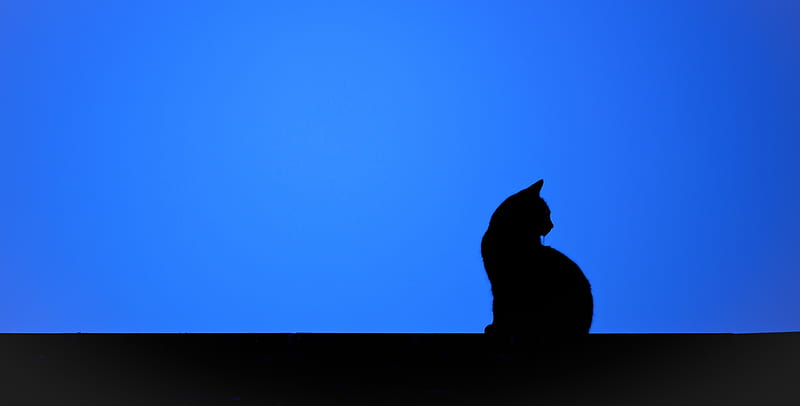 Cat, black, silhouette, animal, blue, vector, pisica, HD wallpaper