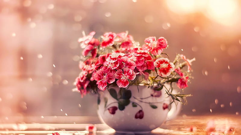 In the rain, summer, cup, flowers, rain, HD wallpaper