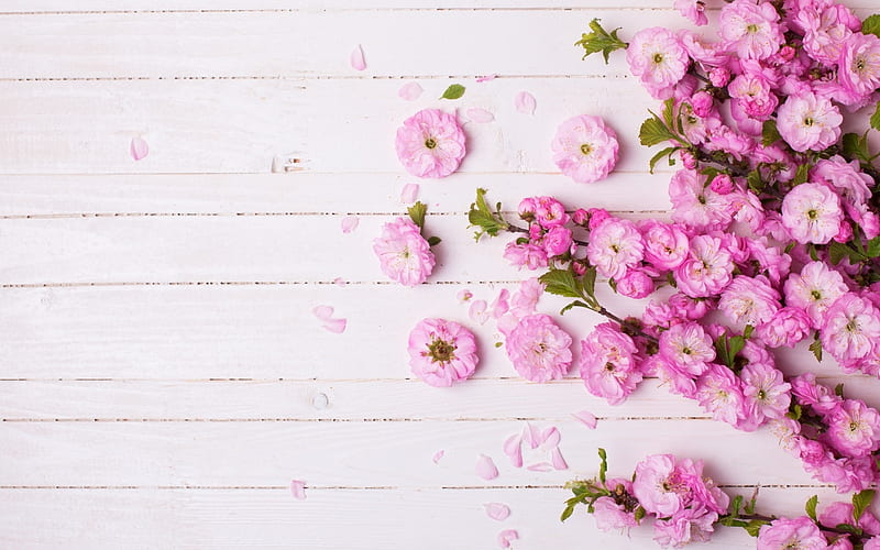 Little pink flowers, little, flower, spring, white, pink, wood, card, HD wallpaper