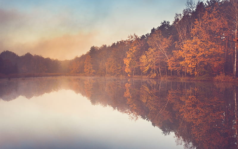autumn, lake, fog, morning, yellow forest, autumn landscape, HD wallpaper