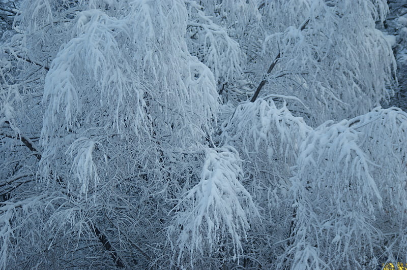 Snowy branches, nature, season, snow, winter, HD wallpaper | Peakpx