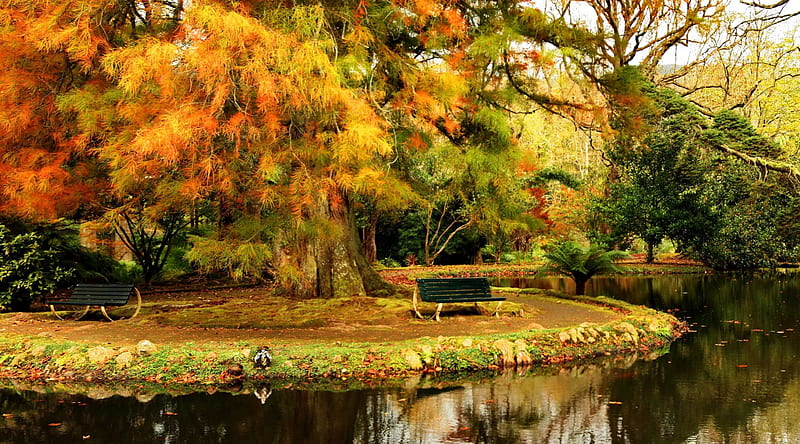 Autumn rest, fall, pretty, silent, autumn, shore, falling, bonito, mirrored, leaves, nice, reflection, rest, quiet, calmness, lovely, seat, relax, bench, park, trees, lake, pond, water, tranquil, serenity, peaceful, nature, HD wallpaper
