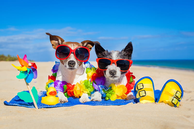 Enjoy your Summer!, red, vacation, holiday, caine, yellow, animal, sunglasses, beach, jack russell terrier, summer, funny, couple, dog, blue, HD wallpaper