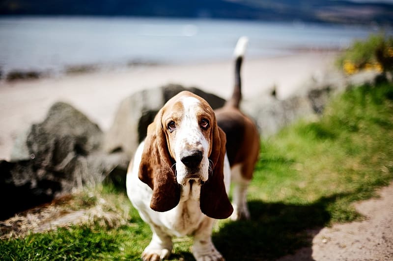 Dogs, Animal, Basset Hound, HD wallpaper