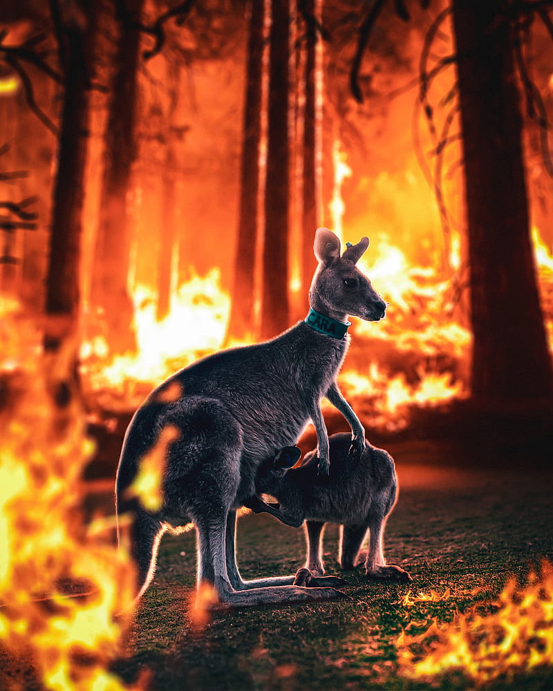 Kangaroo, animal, australia, fire, hunting, rock, HD phone wallpaper