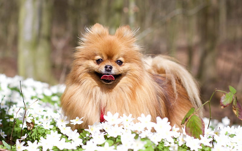 Pomeranian Spitz, lawn, dogs, pomeranian, forest, HD wallpaper