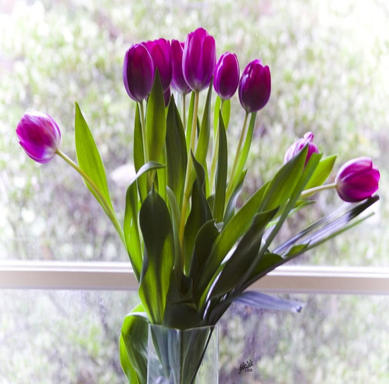 Purple Tulips, purple, bouquet, flowers, bonito, tulips, HD wallpaper