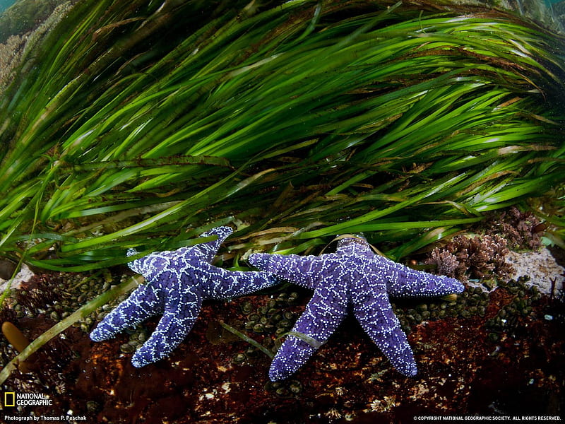Sea Stars British Columbia-National Geographic, HD wallpaper